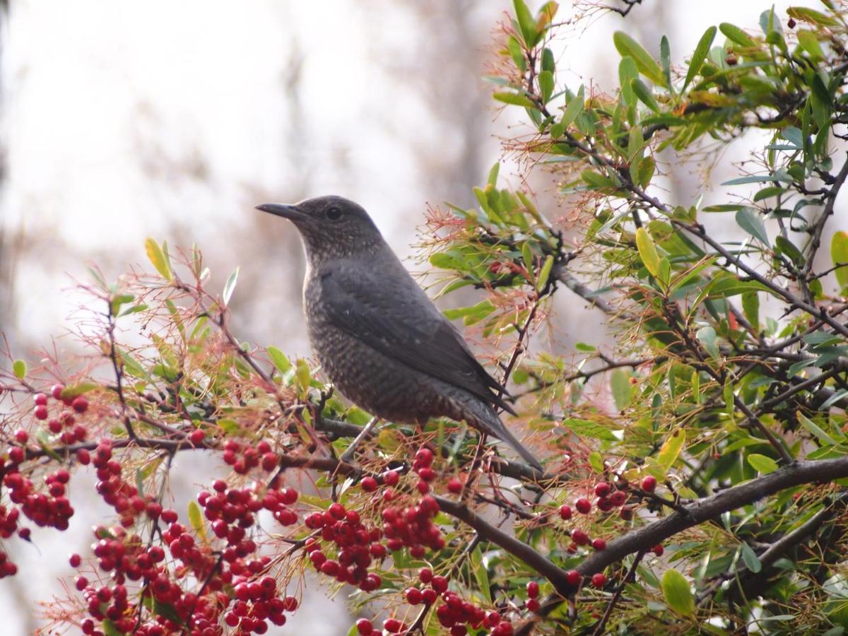 ヒルズハウスセカンド Leilighet Chūbu Eksteriør bilde